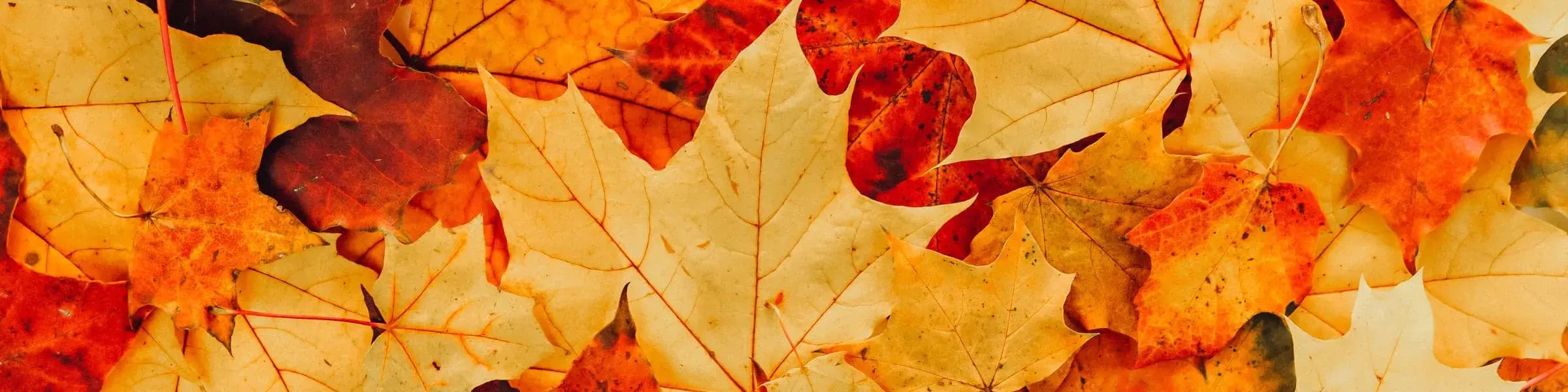 News-Article-Featured-Image-Autumn-Prize-Draw (1)